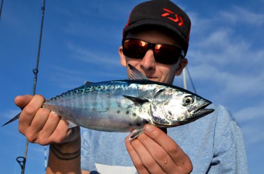 Un corps profilé pour se déplacer rapidement