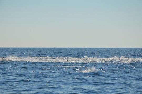 Chasse de poissons pélagiques