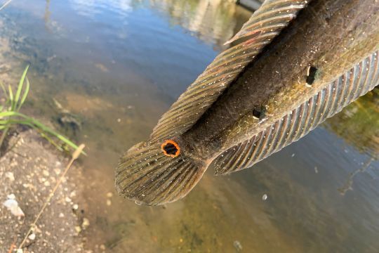 Le point sur la queue ressemble à un œil.