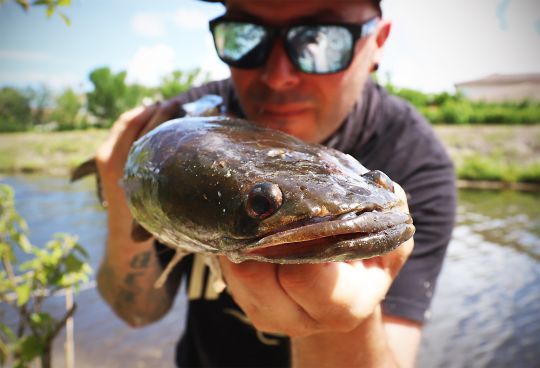 Le bullseye snakehead à de bonnes dents !