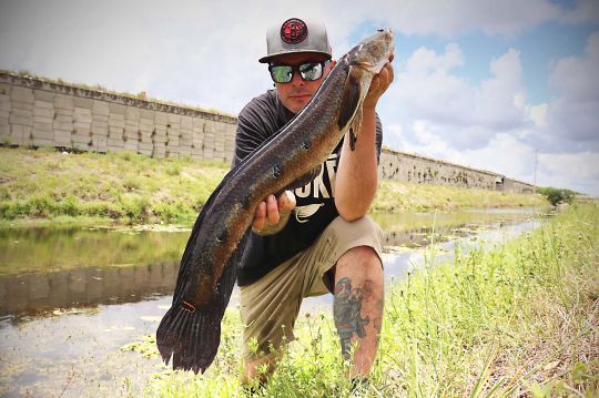 Ce snakehead était bien caché sous les nénuphars.