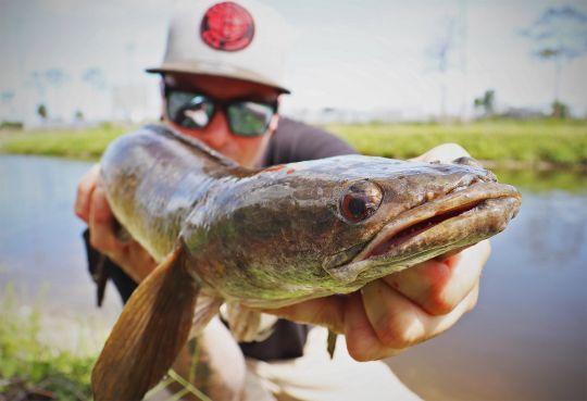 Le snakehead a une excellente vue.