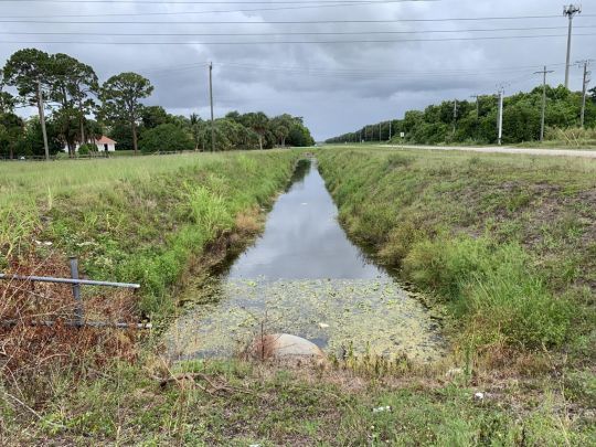Il n'y a pas besoin de beaucoup d'eau pour les bullseye snakehead.