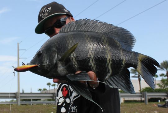 Le Zebra Tilapia mâle en impose !