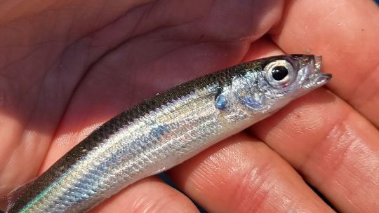 Un petit poisson très présent sur nos côtes