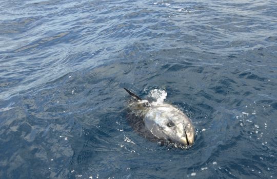 La pêche au vif permet de toucher les plus gros poissons