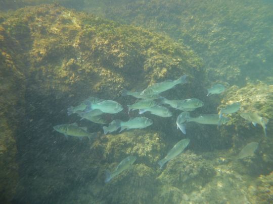 La concurrence alimentaire sera un atout de plus