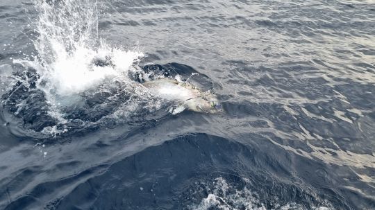 Cibler les plus gros poissons grâce au live