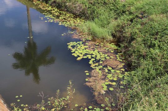 Le peacock-bass apprécie certaines végétations.
