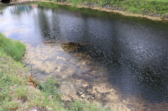 Trop de végétation ne convient pas au peacock-bass.
