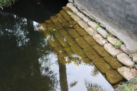 Il y a toujours des peacock-bass à proximités des pierres.