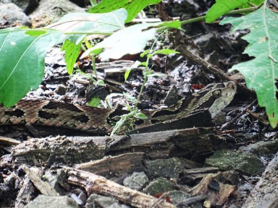 Bothrops spp. Ou fer de lance, l'un des serpents les plus dangereux de la planète.