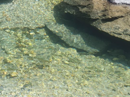Un banc de truitelles dans une petite rivière d'altitude