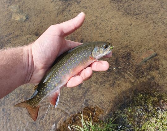 Bien que rare, il y a quelques populations d'omble de fontaine