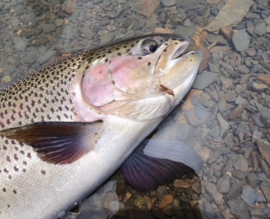 Une jolie truite attrapée sur une simple Pheasant Tail