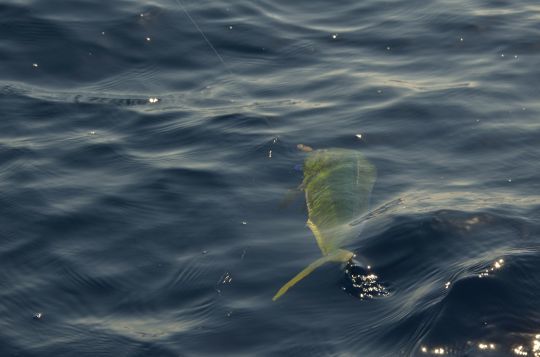 L'occasion de pêcher la dorade coryphène.