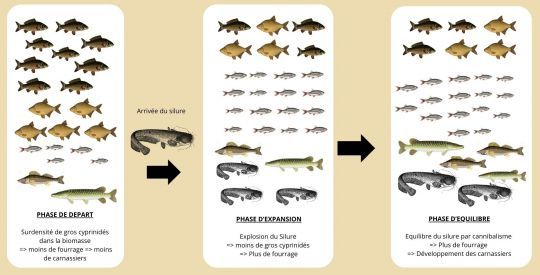 L'effet de cascade trophique, démontrée par le projet « Life Predator ».