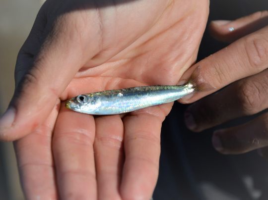 Ne rien prendre ou que des petits poissons, pas toujours facile à gérer...