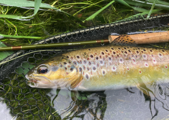 Prendre ses dernières truites de la saison est toujours un grand moment pour clôturer la saison! 