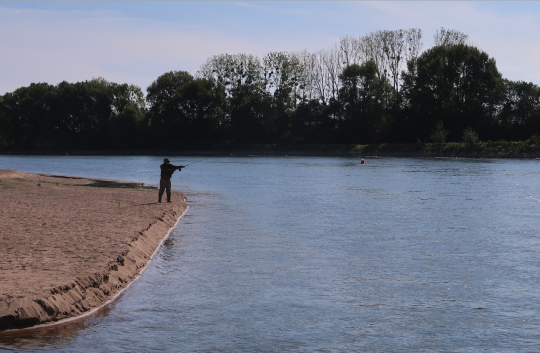 Les cannes Switch et Spey sont très efficaces pour lancer loin ce qui est un atout non négligeable pour pêcher l'aspe par exemple