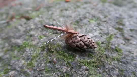 Le tipule ou cousin aussi appelé "daddy long legs" est une arme redoutable à l'automne