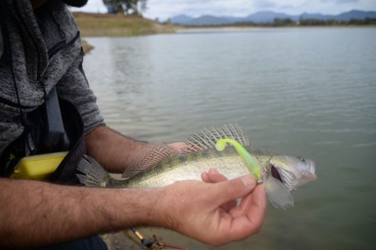 Le shad est un classique pour le sandre du bord 