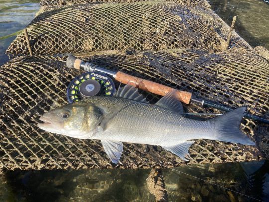 La pêche sur les parcs est toujours très intense. Les sensations sont garantis mais les bars pas toujours faciles à prendre. 