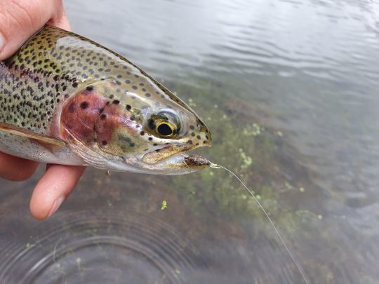 Une jolie truite attrapée en nymphe a vue sur un simple gamarre