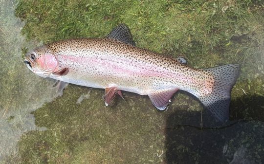 Les streamers noirs restent une arme redoutable pour les grosses truites de l'Altiplano