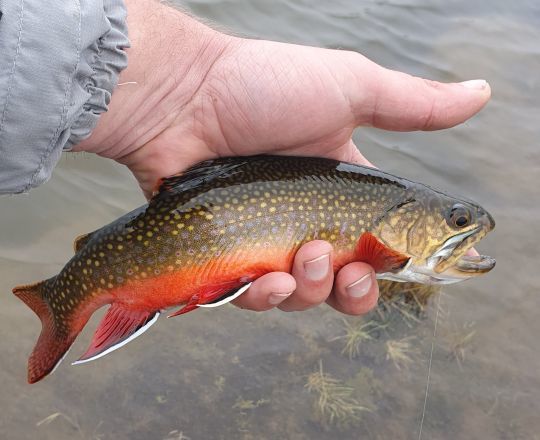 Un splendide omble de fontaine au couleur flamboyante.