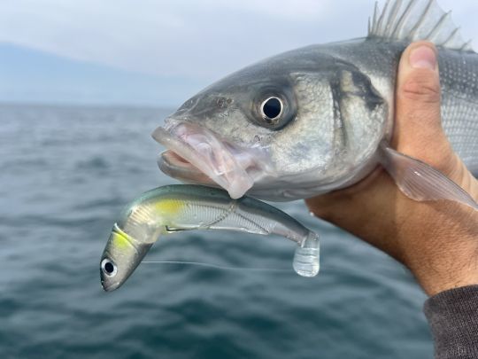 Le Black Minnow de FIIISH, grâce à son montage texan, permet de pêcher dans des endroits encombrés en limitant énormément les risques de croche.
