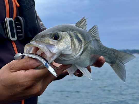 La technique du linéaire permet de pêcher dans des zones peu profondes et encombrées tout en limitant les risques de croche. Les poissons sont friands de cette technique, qui permet de couvrir rapidement du terrain.