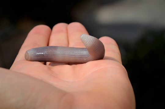 Le bibi, un appât à employer aussi pour pêcher en profonde.