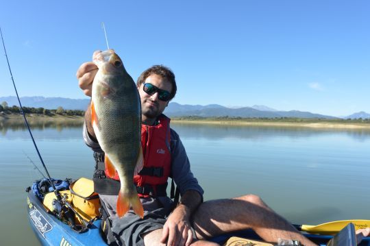 Un grosse perche leurrée sur une prospection rapide
