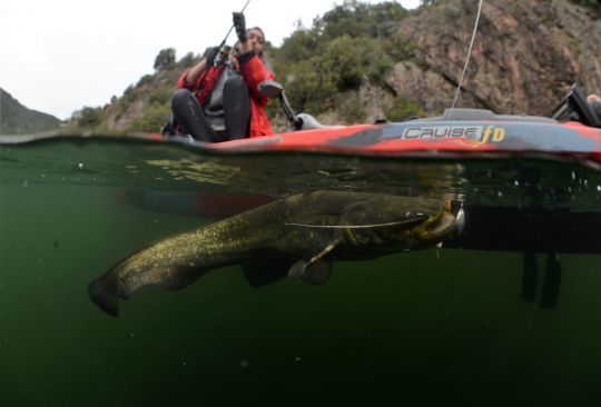 Un beau silure leurré en bordure