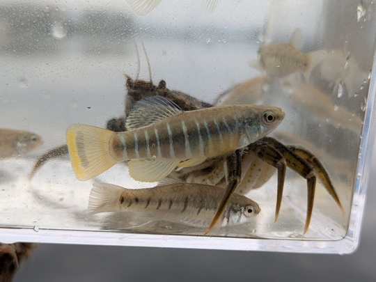 en haut un mâle et en bas (sous le crabe) une femelle