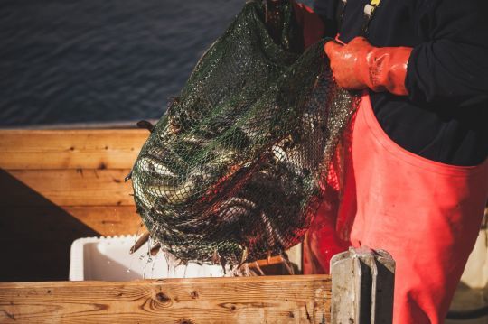 Les pêcheurs pros raffolent de l'anguille, met de choix dans la restauration.