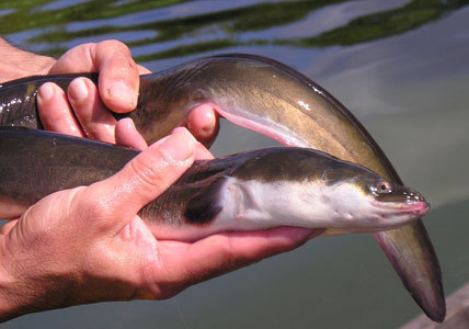 Cette Anguille jaune a fait du chemin pour en arriver là... et le reste du voyage ne s'annonce pas facile.