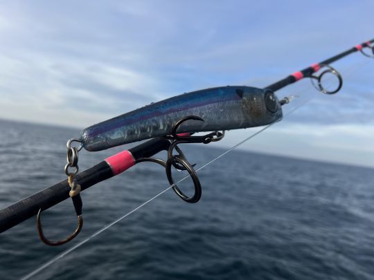 Choisir une proie de taille bien supérieure à celle des proies habituelles, chassée par les Tontons, crée une concurrence alimentaire qui déclenche souvent l'attaque des prédateurs.