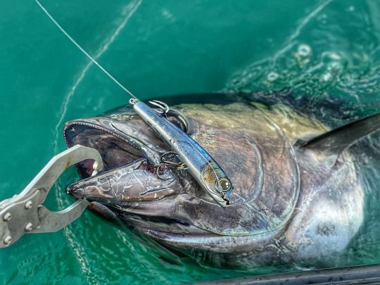 Le Labana Big Shake aura eu raison de ce dernier poisson de la saison !