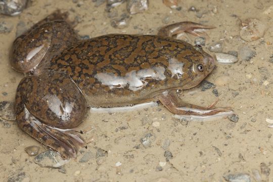 Ceci n'est pas une grenouille écrasée, c'est la  Xenope lisse du Cap.