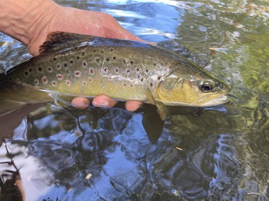 Très belle fario de plus de 40 cm capturée au fil en pêchant la truite de mer