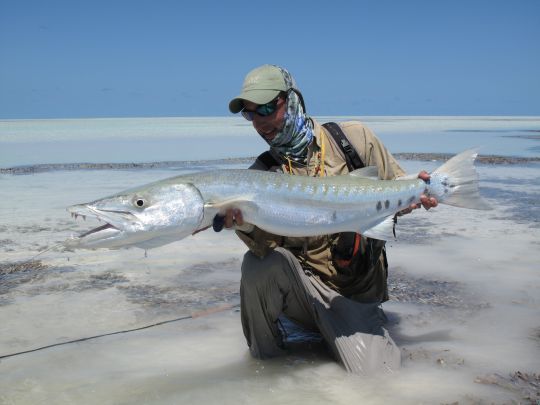 Ce gros barracuda s'est laissé trahir en chassant dans un banc de petit mulet. Une fois repéré l'auteur a pu le traquer et lui proposer sa mouche