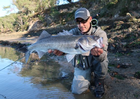Les petites crevettes qui sautent ont permis à l'auteur de repérer rapidement ce poisson pour lui présenter sa mouche