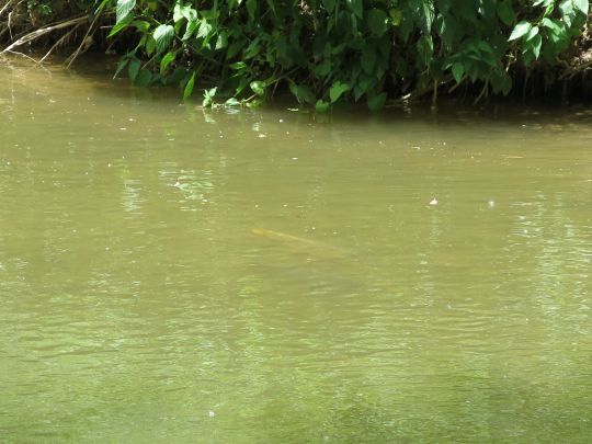 Les carpes se manifestent souvent lorsqu'elles se nourrissent.