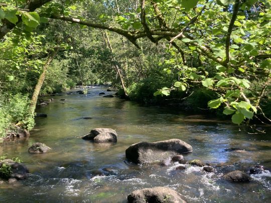 La lecture de l'eau permet de rapidement savoir où poser ses mouches. Sur ce secteur de rivière de nombreux coins sont bons pour la truite mais tout dépendra de la température de l'eau pour savoir si elles seront actives dans les calmes, les courants, les devant de rochers ...