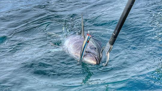 Le bon équilibre des leurs est un gage de réussite. L'animation sera alors optimale et vous mettrez toutes les chances de votre côté pour déclencher l'attaque.