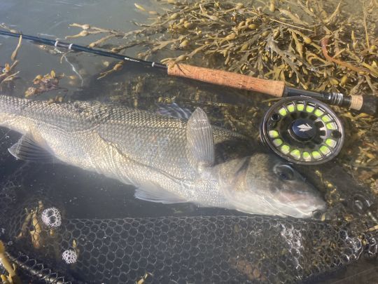 Un matériel irréprochable: une canne mer puissante, un moulinet au frein étanche et progressif, un bas de ligne costaud et une épuisette large pour faire rentrer de gros poissons
