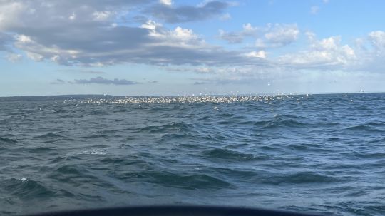 Ici, nous en avons le parfait exemple : le courant a concentré les proies. Les oiseaux sont un excellent indicateur. En dessous, on observe une forte activité de bars actifs.