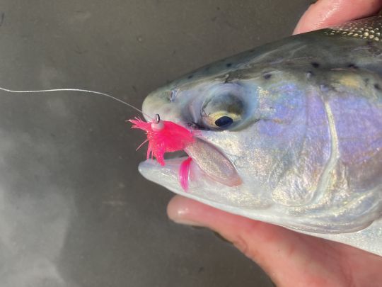 Les streamers rose peuvent être d'un redoutable efficacité notamment sur les poissons frais et par eaux claires et froides